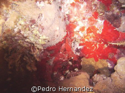 Red Night Shrimp,palominito Fajardo, Puerto Rico by Pedro Hernandez 